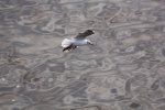FlyPic10.jpg