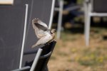 FlyPic2.jpg