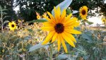 IMG_20180812_202236.jpg