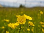MP_Nord-Irland_2017_218.jpg