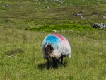 MP_Nord-Irland_2017_179.jpg