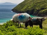 MP_Nord-Irland_2017_187.jpg