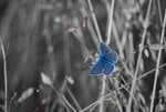 Blauer Schmetterling.jpg
