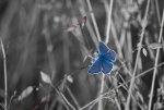 Blauer Schmetterling_Bildgröße ändern.jpg
