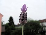 FlyPic (5)_2.jpg