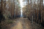 20180907_Waldbrand_Treuenbrietzen_0001_DxO.jpg