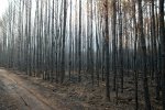 20180907_Waldbrand_Treuenbrietzen_0004_DxO.jpg