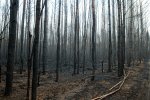 20180907_Waldbrand_Treuenbrietzen_0005_DxO.jpg