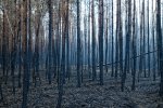 20180907_Waldbrand_Treuenbrietzen_0006_DxO.jpg