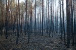 20180907_Waldbrand_Treuenbrietzen_0007_DxO.jpg