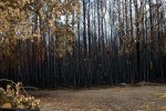 20180907_Waldbrand_Treuenbrietzen_0009_DxO.jpg