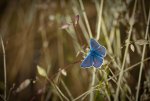 Schönheit in Blau.jpg