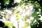 Dreamy Leafs.jpg
