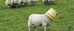 stupid-sheep.jpg