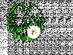 ksterren-(21).gif