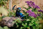 20180825-IMGP1610.jpg