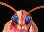 686e9a8aa5c02090d05af3ecb935c51e46444f0490e1b97aa2244e6188036cc1.png