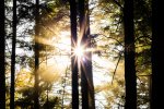 Sonnenstern hinter Baum.jpg