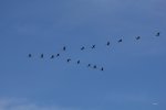 FlyPic14.jpg