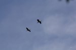 FlyPic15.jpg
