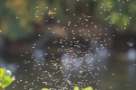 FlyPic16.jpg