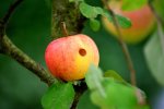 apple-3650876_960_720.jpg