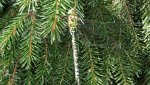 Natur02.jpg