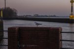 FlyPic2.jpg