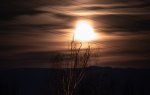 Vollmond hinter Baum.jpg