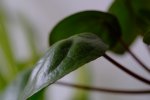 DSCF0302.jpg