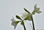 DSC_6232.jpg