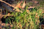 Gras.jpg