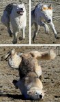 falling_dog.jpg