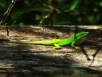 Male_Anolis_carolinensis_-_more_contrast[1].jpg