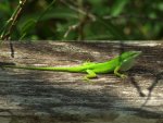 Male_Anolis_carolinensis[1].jpg