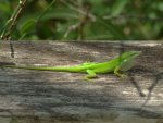Male_Anolis_carolinensis_-_less_contrast[1].jpg