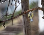 DSC05511.jpg