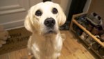 pupdogeyes.jpg