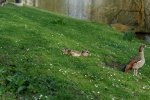 DSC_0194_Dx0.jpg
