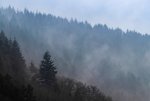 Nebel im Wald.jpg