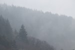 Nebel im Wald_RAW.jpg