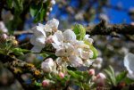 weiße Blüten_1.jpg