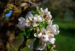 weiße Blüten_2.jpg
