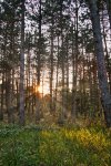 Wald 1.jpg
