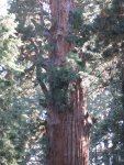 IMG_1517.jpg