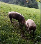 schweinchen.JPG