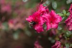 _MG_6828a.jpg
