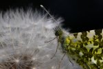IMG_9346.jpg