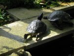 IMG_0706.jpg