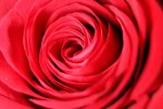 2019-01-01 rose.jpg